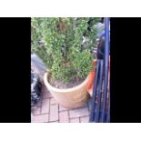 A large terracotta garden pot with shrub