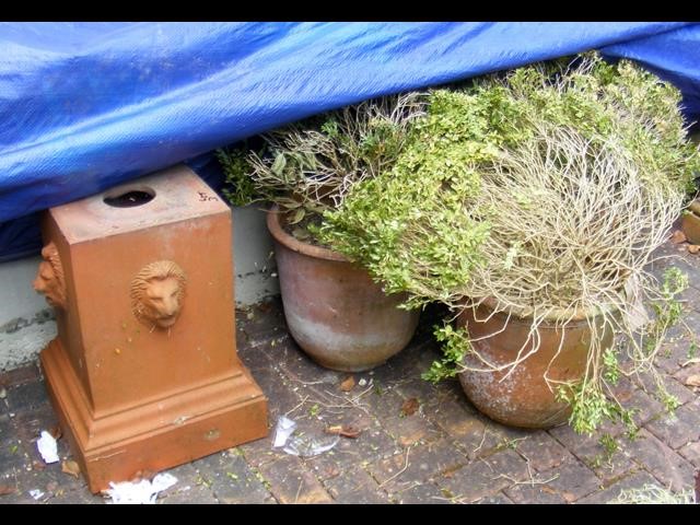 Three terracotta plant pots with shrubs, together