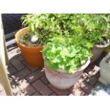 Selection of five garden pots with shrubs