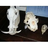 A Wild Boar skull, Sea Lion skull and others