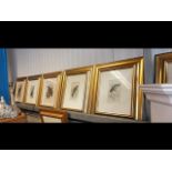 Seven gilt framed ornithological prints, some after LIZA