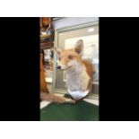 Taxidermy - a mounted fox head, on shield plaque