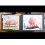 ANGELA HEWITT - a pair of original pig watercolour