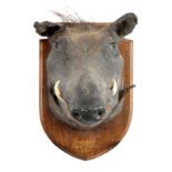 AN EARLY 20th CENTURY TAXIDERMY WARTHOG mounted on an oak shield with gilt writing reading "WARTHOG,