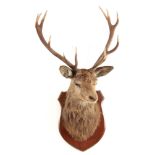 A TAXIDERMY ROYAL STAGS HEAD having 12 points, the head slightly angled with glass eyes mounted on