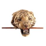 A LARGE LATE 19th CENTURY TAXIDERMY TIGER HEAD on wooden mount, head measures 38cm wide