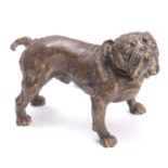 A 19th CENTURY BRONZE BULLDOG IN THE MANNER OF FRANZ BERGMAN 12cm high.