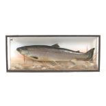 A LARGE EARLY 20th CENTURY CASED TAXIDERMY SPECIMEN SALMON BY P.D.MALLOCH, NATURALIST, PERTH in