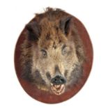 AN EARLY 20th CENTURY TAXIDERMY WILD BOARS HEAD on an oval wooden mount 53cm high