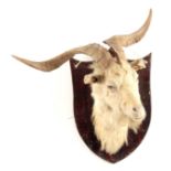 AN EARLY 20th CENTURY TAXIDERMY WILD GOAT HEAD mounted on a wooden shield 75cm high