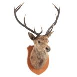 A TAXIDERMY ROYAL STAGS HEAD having 12 points, the head slightly angled with amber glass eyes