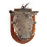 AN EARLY 20th CENTURY TAXIDERMY WARTHOG mounted on an oak shield with an ivorine name plaque on