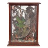 A LATE 19th CENTURY CASED TAXIDERMY DISPLAY of birds in a naturalistic setting in a mirror-backed
