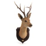 AN EARLY 20th CENTURY ROLAND WARD TAXIDERMY TROPHY OF A SIBERIAN ROE HEAD mounted on an oak shield