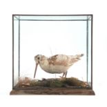A LATE 19TH CENTURY CASED TAXIDERMY WOODCOCK in a naturalistic setting 36.5cm high 38cm wide.