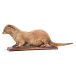 A LARGE MALE TAXIDERMY OTTER mounted on an oak board with silver plaque inscribed 'EAST MARTON. 19.