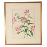 19TH CENTURY WATERCOLOUR DRAWING spray of pink Lilies 36cm high 27.5cm wide -mounted and in glazed