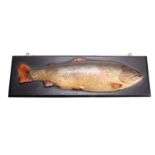 A LATE 19TH/EARLY 20TH CENTURY PAINTED HARDWOOD HALF MODEL OF A SALMON with real fishtail, fins