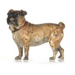 A LATE 19TH CENTURY BERGMAN STYLE COLD PAINTED BRONZE SCULPTURE OF A PUG DOG numbered underneath 6cm