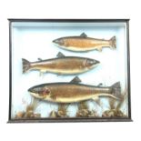 A LARGE EARLY 20TH CENTURY CASED TRIO OF SCOTTISH BROWN TROUT BY W.A. MACLEAY, INVERNESS the huge