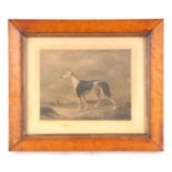 EARLY 19TH CENTURY ENGRAVED PORTRAIT OF A FAMOUS GREYHOUND 'RATTLER' winner of numerous stakes as