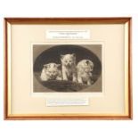 HERBERT DICKSEE 1862-1942 ORIGINAL PERIOD SIGNED MEZZOTINT ENGRAVING titled 'Three Little Kittens'
