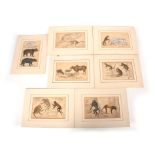 A COLLECTION OF SEVEN 19TH CENTURY HAND COLOURED ENGRAVINGS of bears, cattle, wolves, and monkeys
