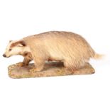 A LATE 19TH CENTURY TAXIDERMIC BADGER mounted on a naturalistic base 73cm wide 28cm high.