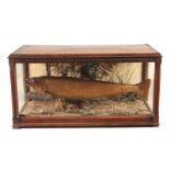 A SUPERB LARGE GOOD QUALITY LATE 19TH CENTURY CASED TAXIDERMY SEA TROUT