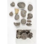 Collection of assorted Fossils inc. Ammonites