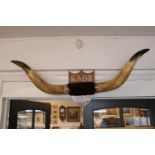 Pair of ROAB Buffalo Horns GLE