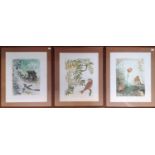 David Koster b.1944, Trio of Artists Proofs depicting Ornithology studies. 38 x 31cm