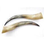 Pair of Highland Cow Horns 60cm in Length