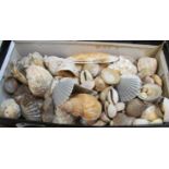 A box of sea shells