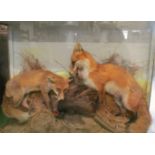 A large taxidermy case of two foxes