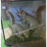 Two 19th Century taxidermy grey squirrels in case