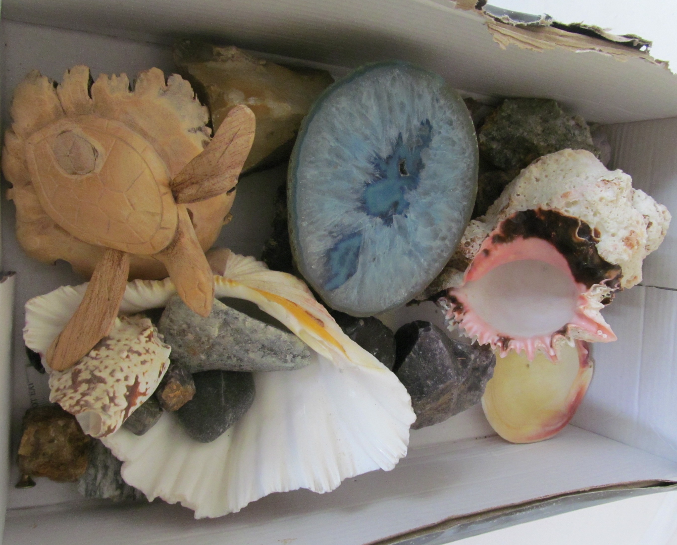 Various shells, fossils and geological specimens.