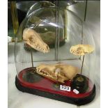 Four animal skulls under glass dome