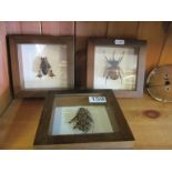 Three framed specimens frog and two beetles