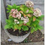 A Hydrangea in pot