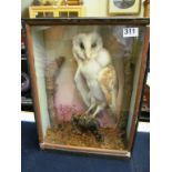 A cased owl