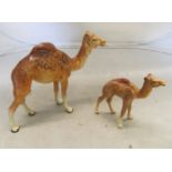 A Beswick camel and baby camel (sa/f)