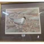 A signed Raymond Watson print Tern feeding chick published Alexander Gallery and a print King