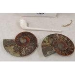 Two ammonites and a clay pipe