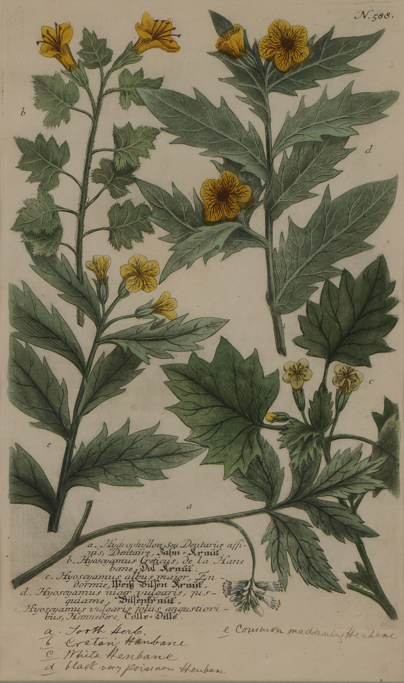 33 BOTANICAL ENGRAVINGS FLORA LONDINENSIS 18TH C