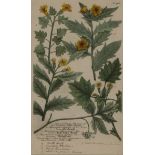 33 BOTANICAL ENGRAVINGS FLORA LONDINENSIS 18TH C