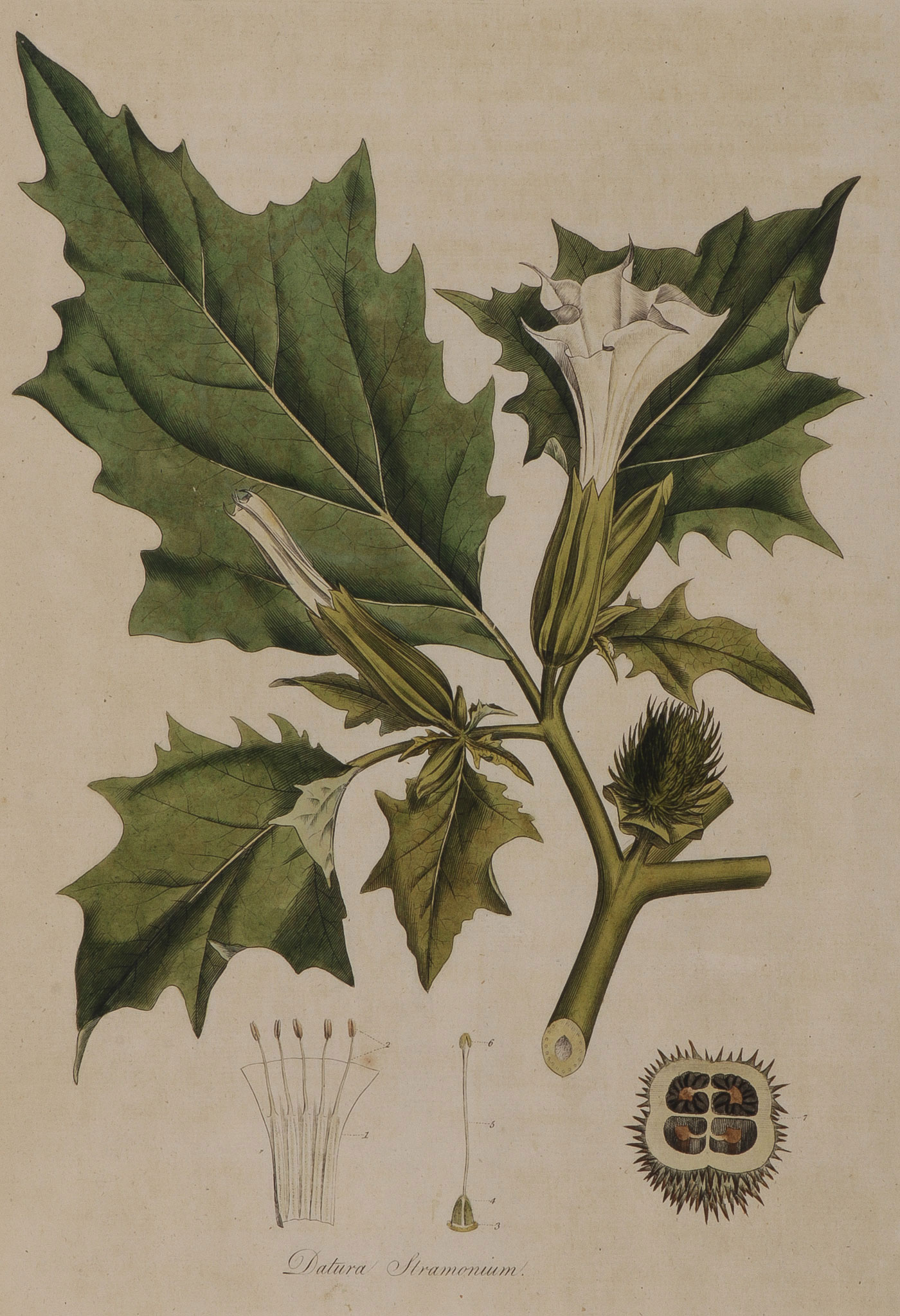 33 BOTANICAL ENGRAVINGS FLORA LONDINENSIS 18TH C - Image 4 of 6