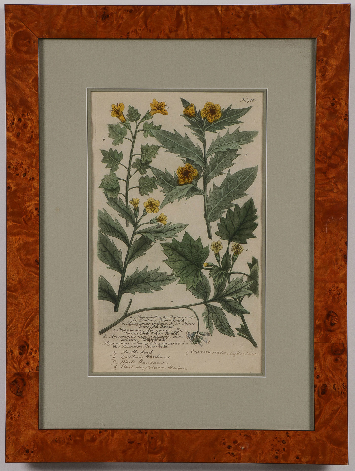 33 BOTANICAL ENGRAVINGS FLORA LONDINENSIS 18TH C - Image 2 of 6