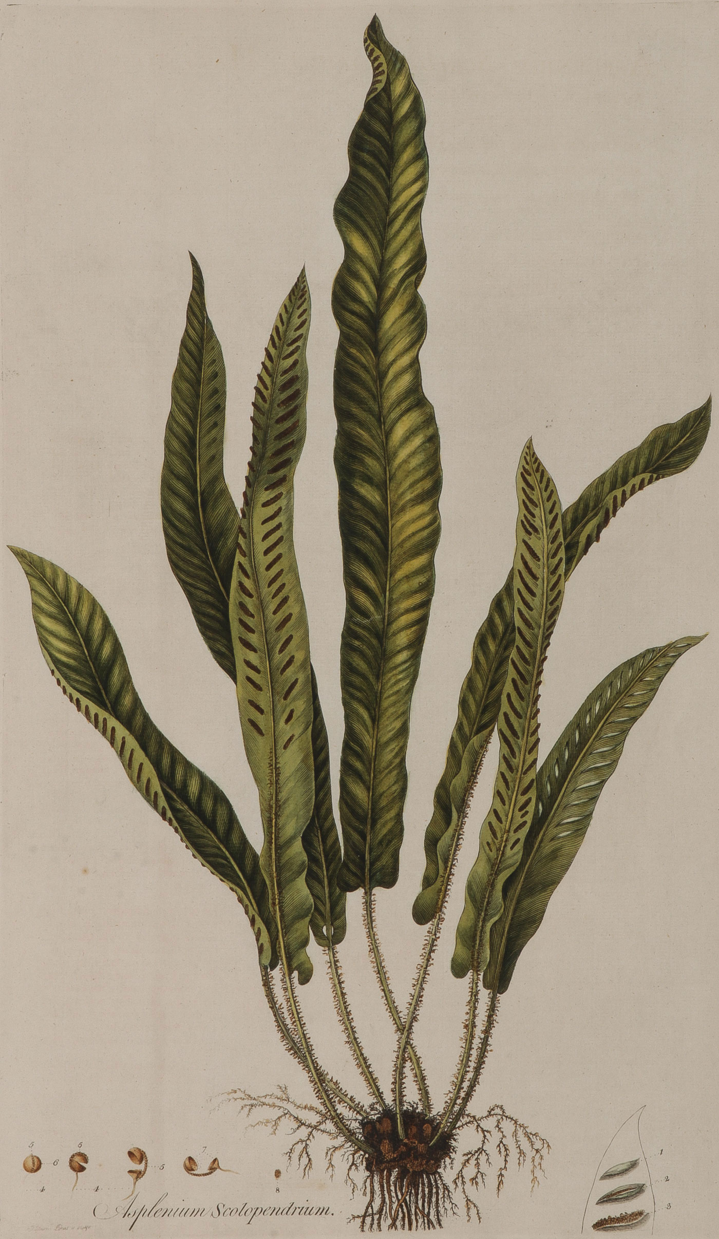 33 BOTANICAL ENGRAVINGS FLORA LONDINENSIS 18TH C - Image 3 of 6