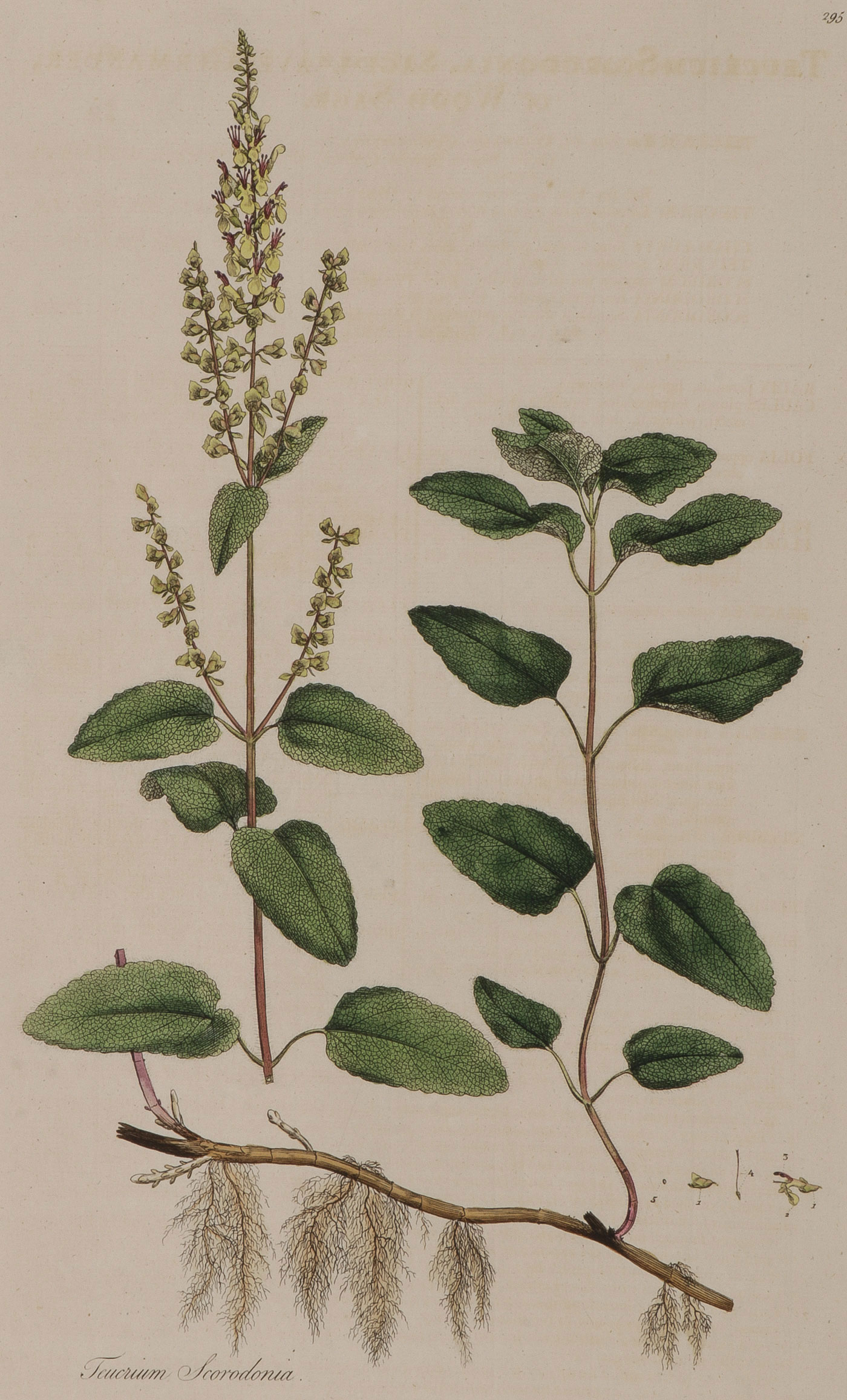 33 BOTANICAL ENGRAVINGS FLORA LONDINENSIS 18TH C - Image 5 of 6